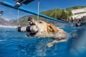 The GoPro Mountain Games' very first dueling dogs competition. Photo by Rick Lohre. 