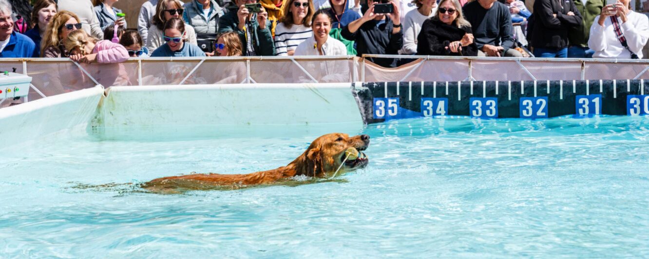 Pro Plan Try DockDogs