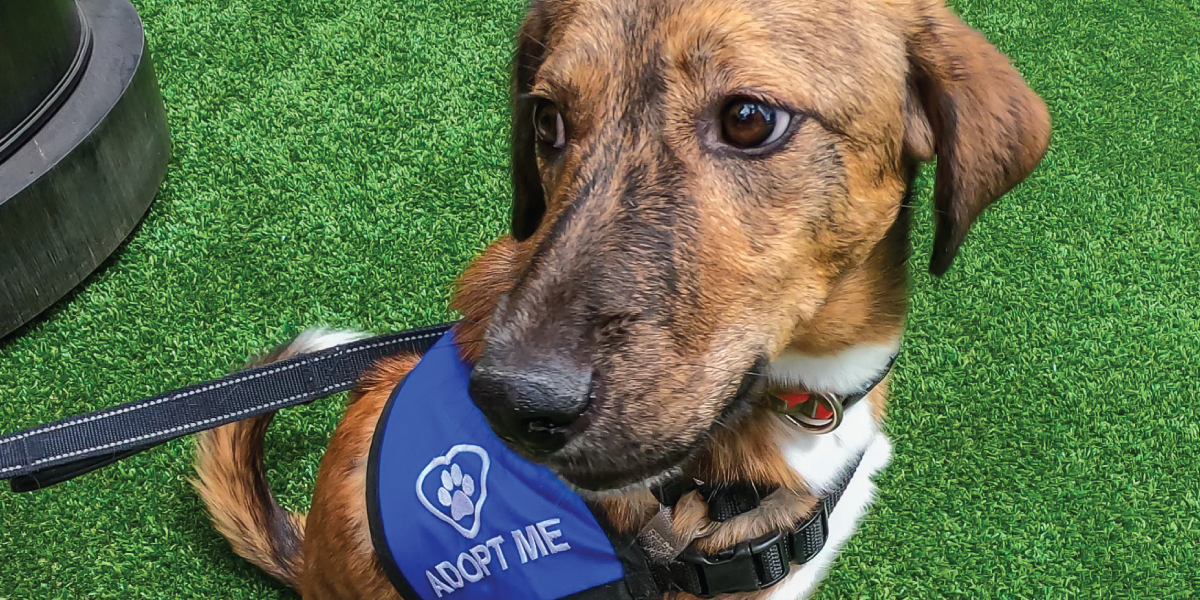 Adoptable Colorado dogs will be at the GoPro Mountain Games